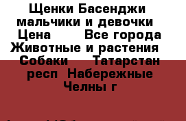 Щенки Басенджи ,мальчики и девочки › Цена ­ 1 - Все города Животные и растения » Собаки   . Татарстан респ.,Набережные Челны г.